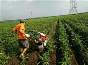 <b>大姜開溝機(jī)</b>